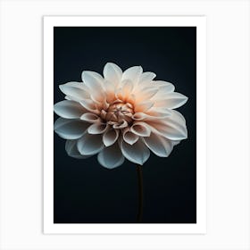 Dahlia 7 Art Print