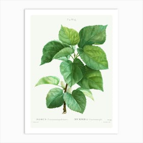 White Mulberry, Pierre Joseph Redoute Art Print