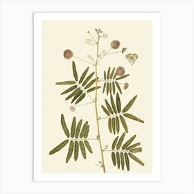 Sassafras 13 Art Print