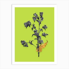 Vintage Commelina Tuberosa Black and White Gold Leaf Floral Art on Chartreuse n.0465 Art Print
