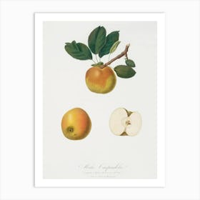Apple (Malus Carpendolo) From Pomona Italiana (1817 - 1839), Giorgio Gallesio Art Print