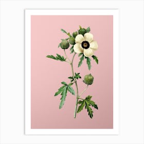 Vintage Venice Mallow Botanical on Soft Pink n.0010 Art Print