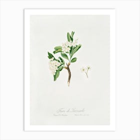 Hawthorn Flower (Crataegus Poliossea Sterilis) From Pomona Italiana (1817 - 1839), Giorgio Gallesio Art Print