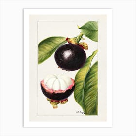 Guava Fruit 1 Art Print