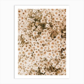 Dried Daisies Art Print