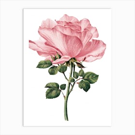 Pink Rose 12 Art Print