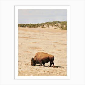 Montana Bison Art Print