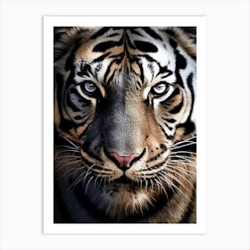 Color Photograph Of A Tiger Face Art Print