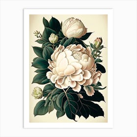 Gardenia Peonies Cream Vintage Botanical Art Print