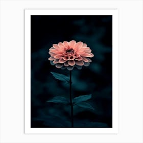 Pink Dahlia Art Print