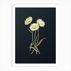 Vintage Helichrysum Flower Branch Botanical Watercolor Illustration on Dark Teal Blue n.0199 Art Print