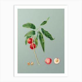 Vintage Apricot Botanical Art on Mint Green n.0563 Art Print