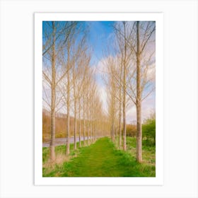 Avenue By The Tweed Art Print