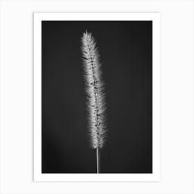 Black And White Grass Art Print