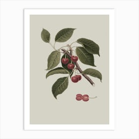 Cherry Branch 7 Art Print