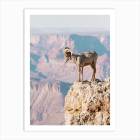 Grand Canyon Sheep Art Print