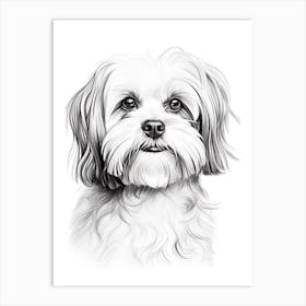 Shiba Tzu Dog, Line Drawing 3 Art Print