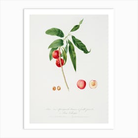 Apricot (Pesca Ciliegia) From Pomona Italiana (1817 - 1839), Giorgio Gallesio Art Print
