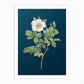 Vintage Twin Flowered White Rose Botanical Art on Teal Blue n.0566 Art Print