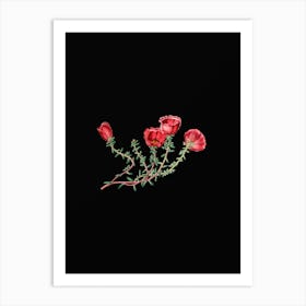 Vintage Gillies Purslane Flower Branch Botanical Illustration on Solid Black Art Print