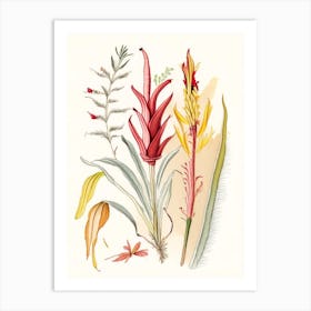 Helonias Root Spices And Herbs Pencil Illustration 4 Art Print