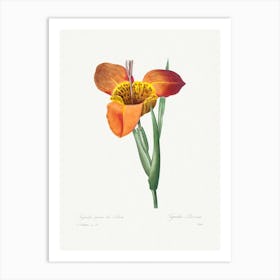 Mexican Shell, Pierre Joseph Redouté Art Print