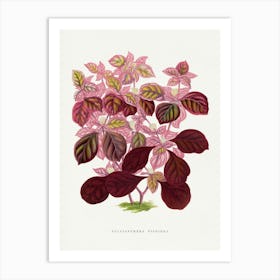 Vintage Botanical Art Print _2643248 Art Print