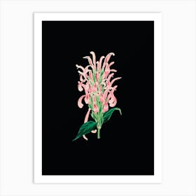 Vintage Justicia Carnea Flower Botanical Illustration on Solid Black n.0114 Art Print