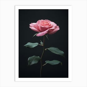 Pink Rose On Black Background 40 Art Print