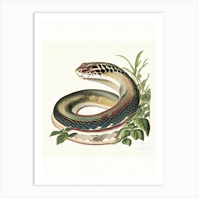 Anaconda Snake 1 Vintage Art Print