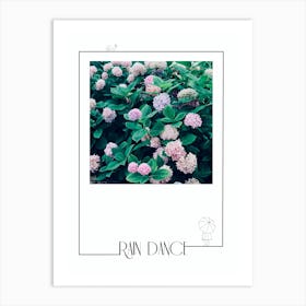 Rain Dance - Hydrangea Flowers Art Print