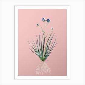 Vintage Blue Corn Lily Botanical on Soft Pink n.0309 Art Print