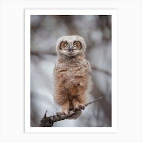 Juvenile Barn Owl Art Print