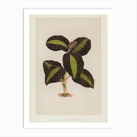 Philodendron Art Print