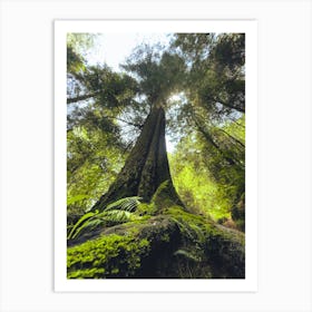 Tree In The Forest Art Print