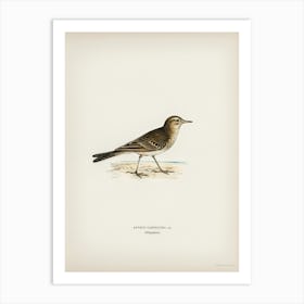 Tawny Pipit, The Von Wright Brothers Art Print