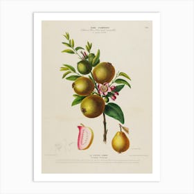 Passion Fruit 2 Art Print