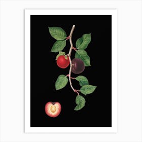 Vintage Apricot Botanical Illustration on Solid Black n.0044 Art Print