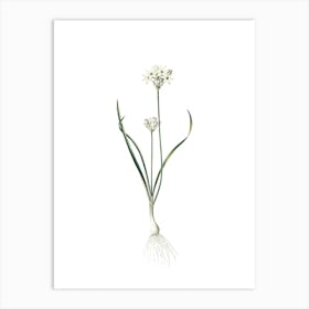 Vintage Three Cornered Leek Botanical Illustration on Pure White n.0881 Art Print