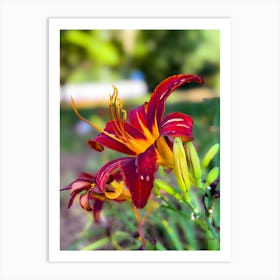 Red Lily Art Print