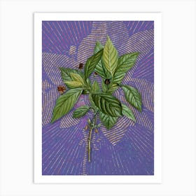 Vintage Alpine Honeysuckle Plant Botanical Illustration on Veri Peri Art Print