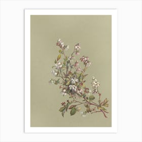 Apricot Blossoms Art Print