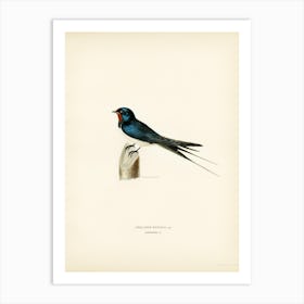 Barn Swallow Male (Chelidon Rustica), The Von Wright Brothers Art Print
