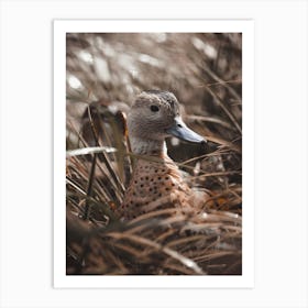 Duck In The Reeds Art Print