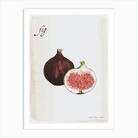 Fig Vintage illustration Print Art Print