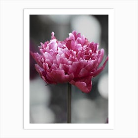 Pink Peony Flower Art Print