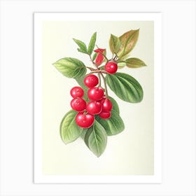 Schisandra Herb Pencil Colour Art Print