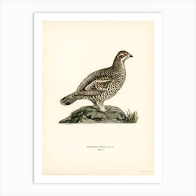 Hazel Grouse, The Von Wright Brothers Art Print