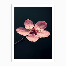 Cherry Blossom 4 Art Print