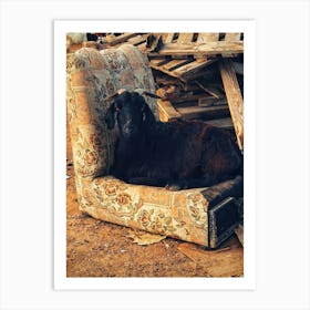 Goat On A Couch Art Print